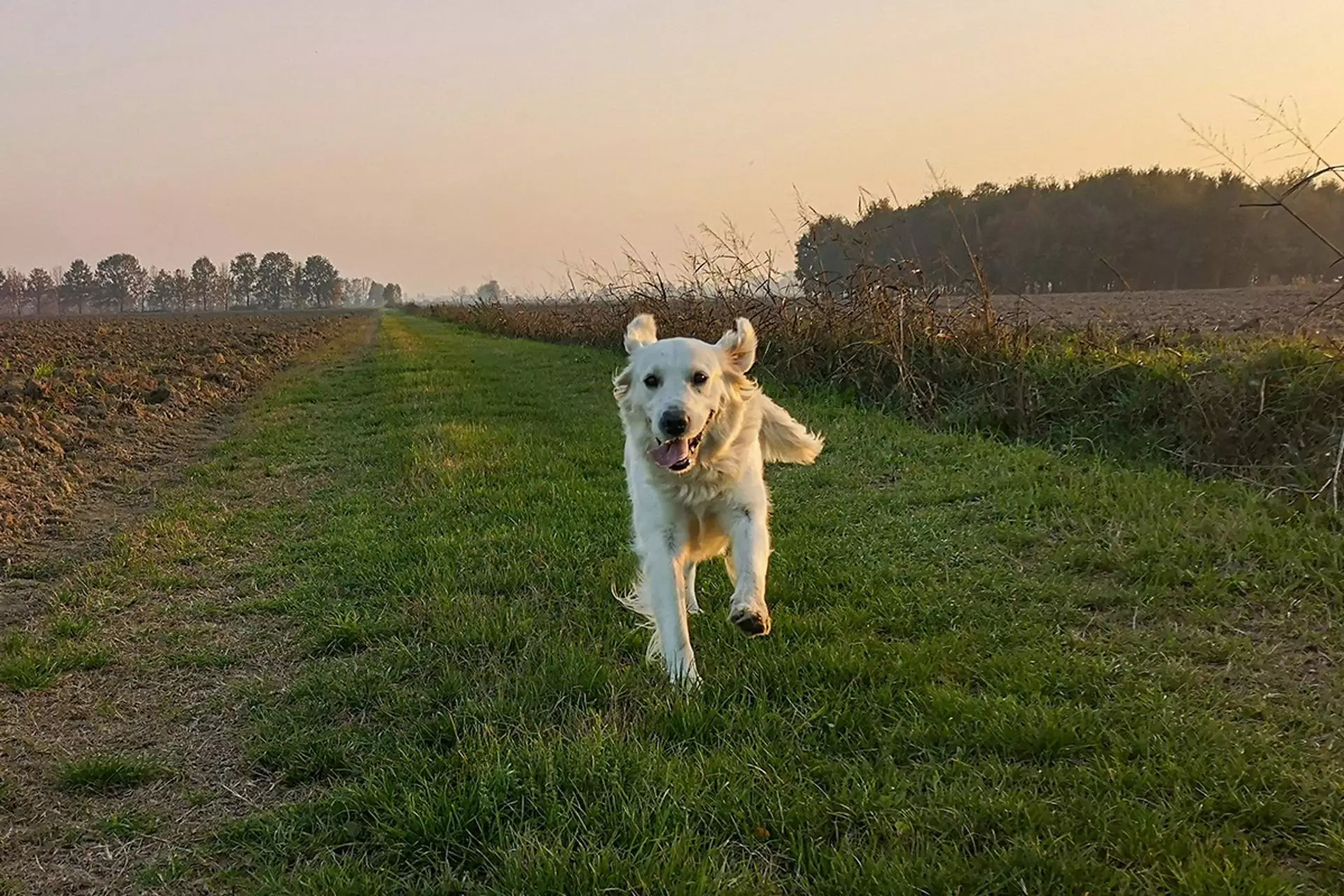 En fin de compte, éviter l'obésité chez les chiens repose toujours sur une gestion rigoureuse de l'exercice et de l'alimentation