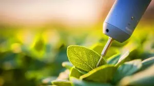 « Les plantes parlent enfin » : ce capteur révolutionnaire dévoile les secrets du stress végétal pour des récoltes optimisées