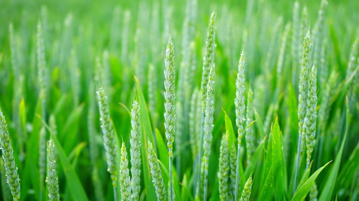 Gros plan d'un champ de blé vert, avec des épis encore verts et de longues feuilles au premier plan.