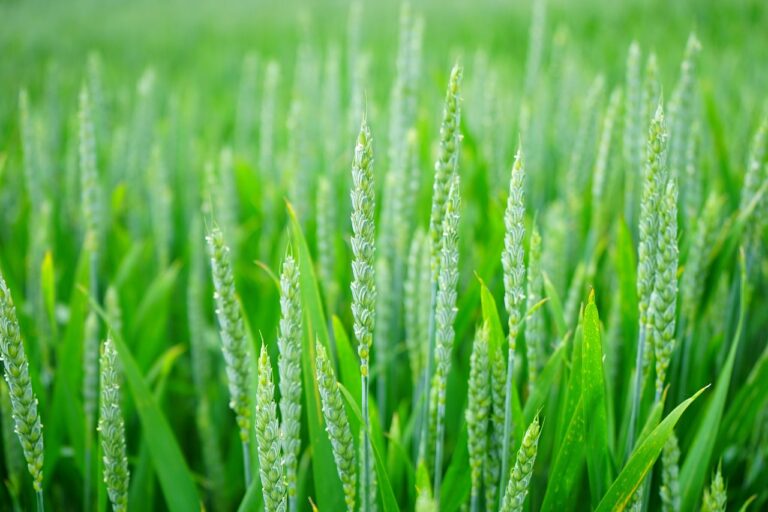 « Les plantes parlent enfin » : ce capteur révolutionnaire dévoile les secrets du stress végétal pour des récoltes optimisées
