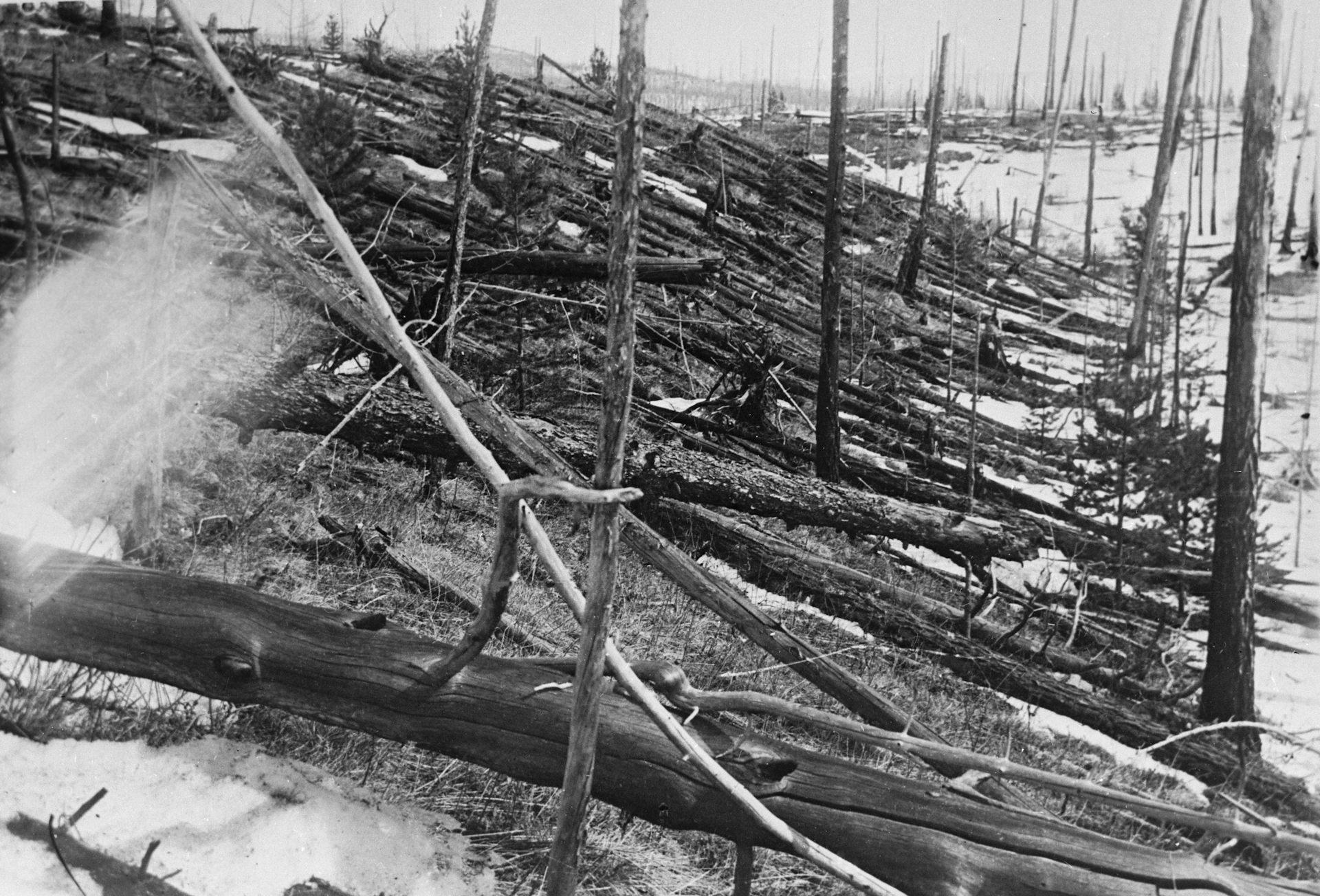 Une photo en noir et blanc d'une forêt dévastée