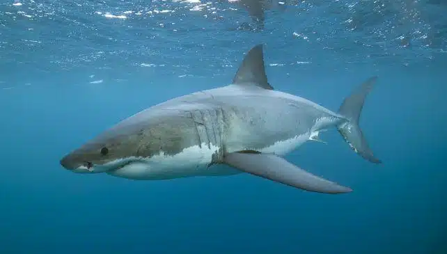 Une nouvelle version du modèle du Mégalodon dévoile un requin géant plus long et plus élancé