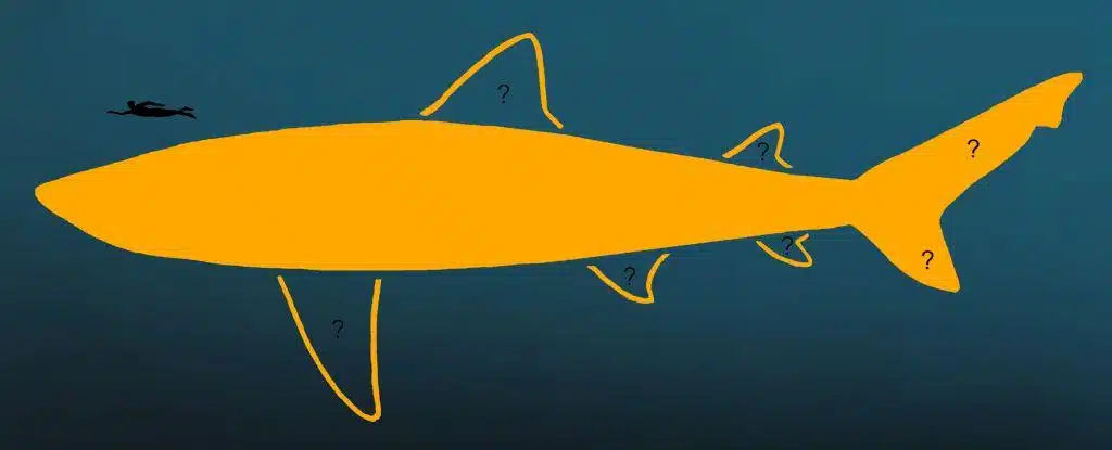 Une nouvelle version du modèle du Mégalodon dévoile un requin géant plus long et plus élancé