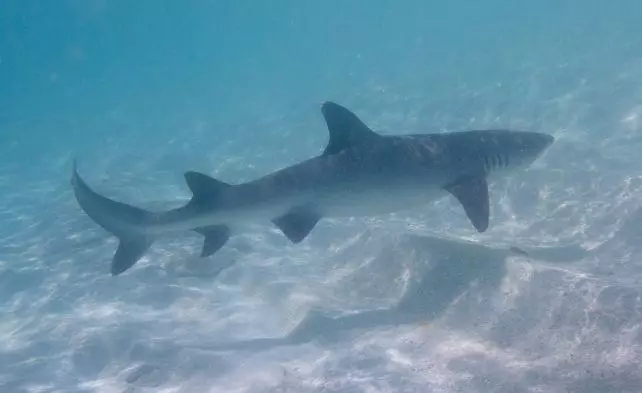 Une nouvelle version du modèle du Mégalodon dévoile un requin géant plus long et plus élancé