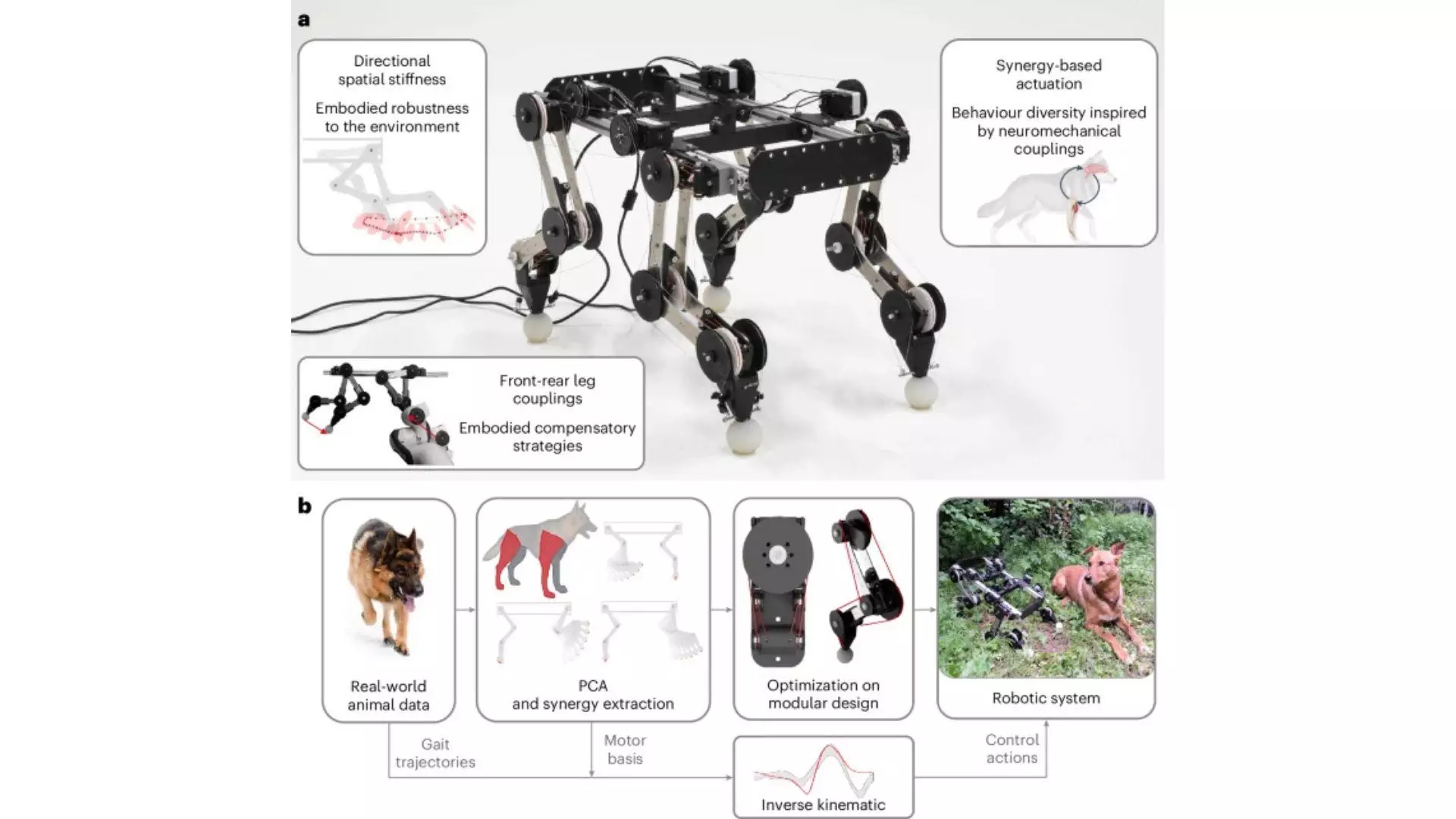 A, PAWS avec une illustration des caractéristiques qui lui confèrent une intelligence incarnée élevée. b, Un schéma du processus de conception et de contrôle.