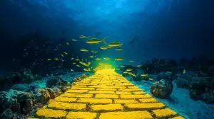 Un mystérieux "Chemin de Briques Jaunes" découvert au fond du Pacifique : une énigme scientifique fascinante !