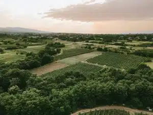 Aerial shot of lush vineyards and farmland in Kakheti, Georgia with a stunning sunset.