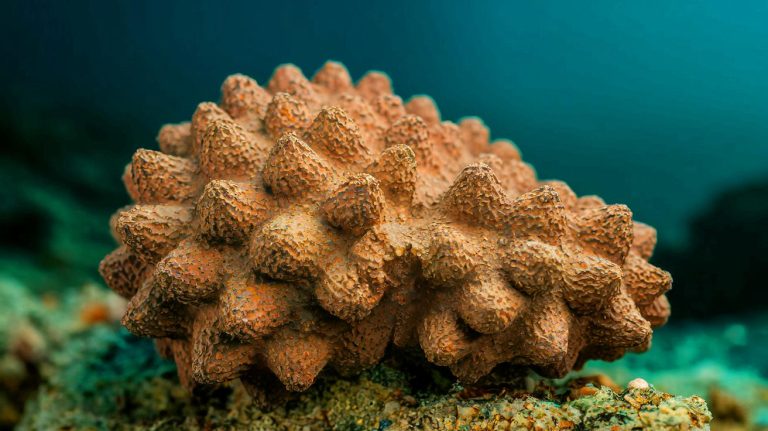 La Chine dévoile une éponge vieille de 480 millions d’années : cette créature préhistorique aurait bâti le tout premier récif squelettique de la planète