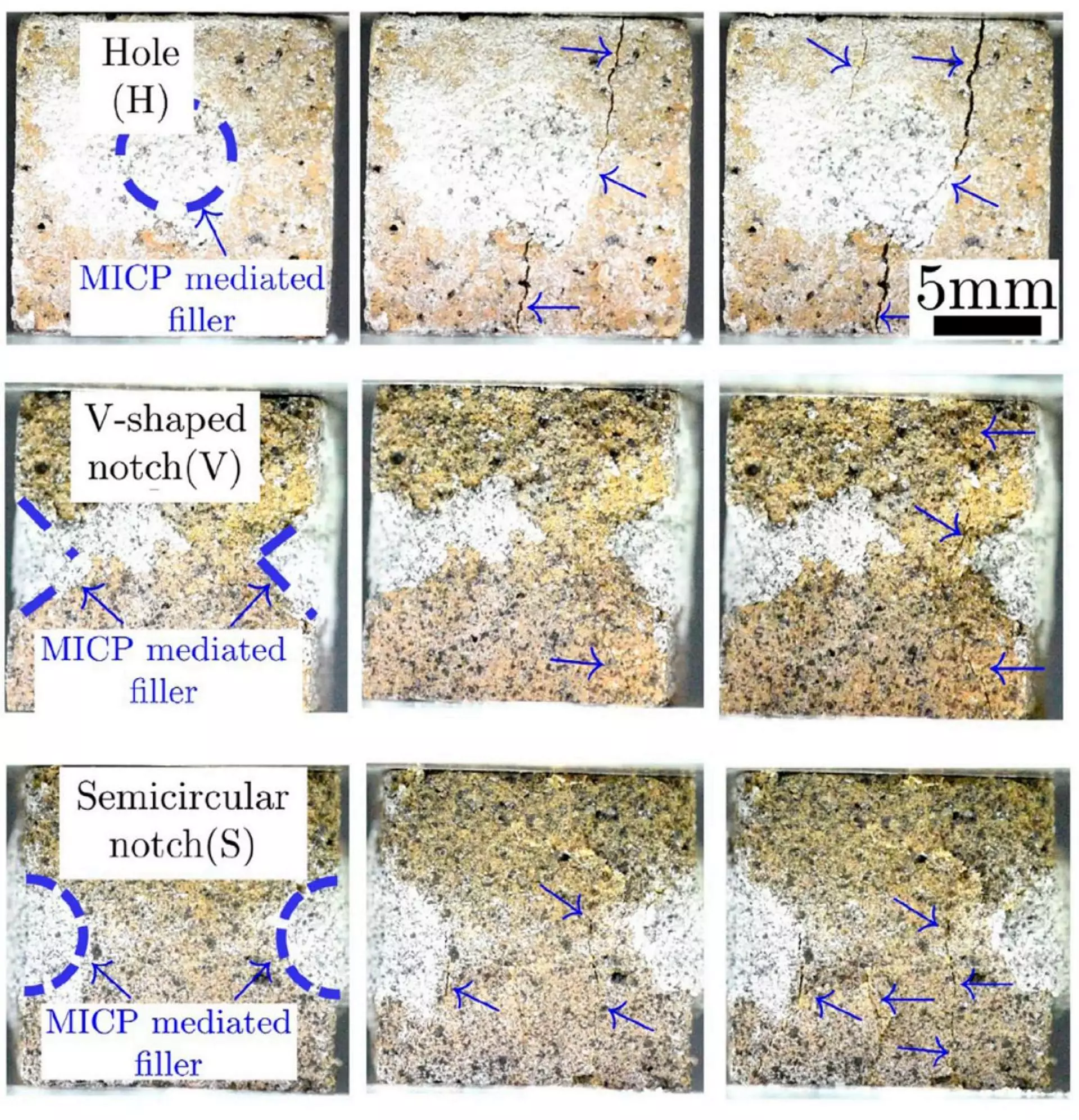 Fissures artificielles dans les briques spatiales comblées par le carbonate de calcium produit par les bactéries (les zones blanches mises en évidence en bleu)