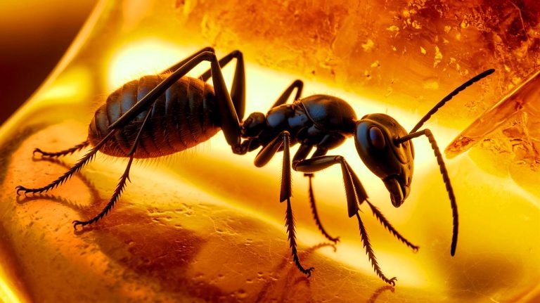 « Des fourmis dominatrices figées dans l’ambre » : des fossiles vieux de 16 millions d’années révèlent que les dirt ants régnaient autrefois sur les Caraïbes