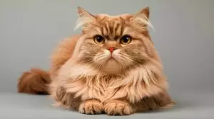 « Je n'ai jamais vu ça » : une nouvelle couleur mystérieuse chez les chats plonge les scientifiques dans un état de perplexité extrême