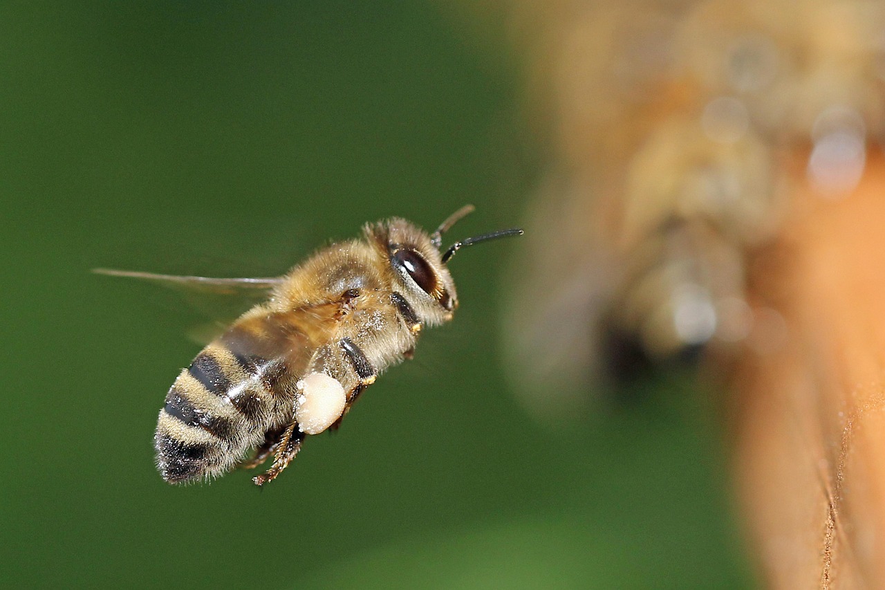 Les abeilles deviennent des générateurs d&rsquo;énergie : cette technologie révolutionnaire de la taille d&rsquo;un grain de riz promet de transformer notre avenir énergétique