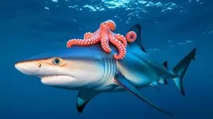 « Nous avons défié l'impossible » : une pieuvre intrépide s'offre le requin le plus rapide du globe comme chauffeur privé pour échapper à ses prédateurs