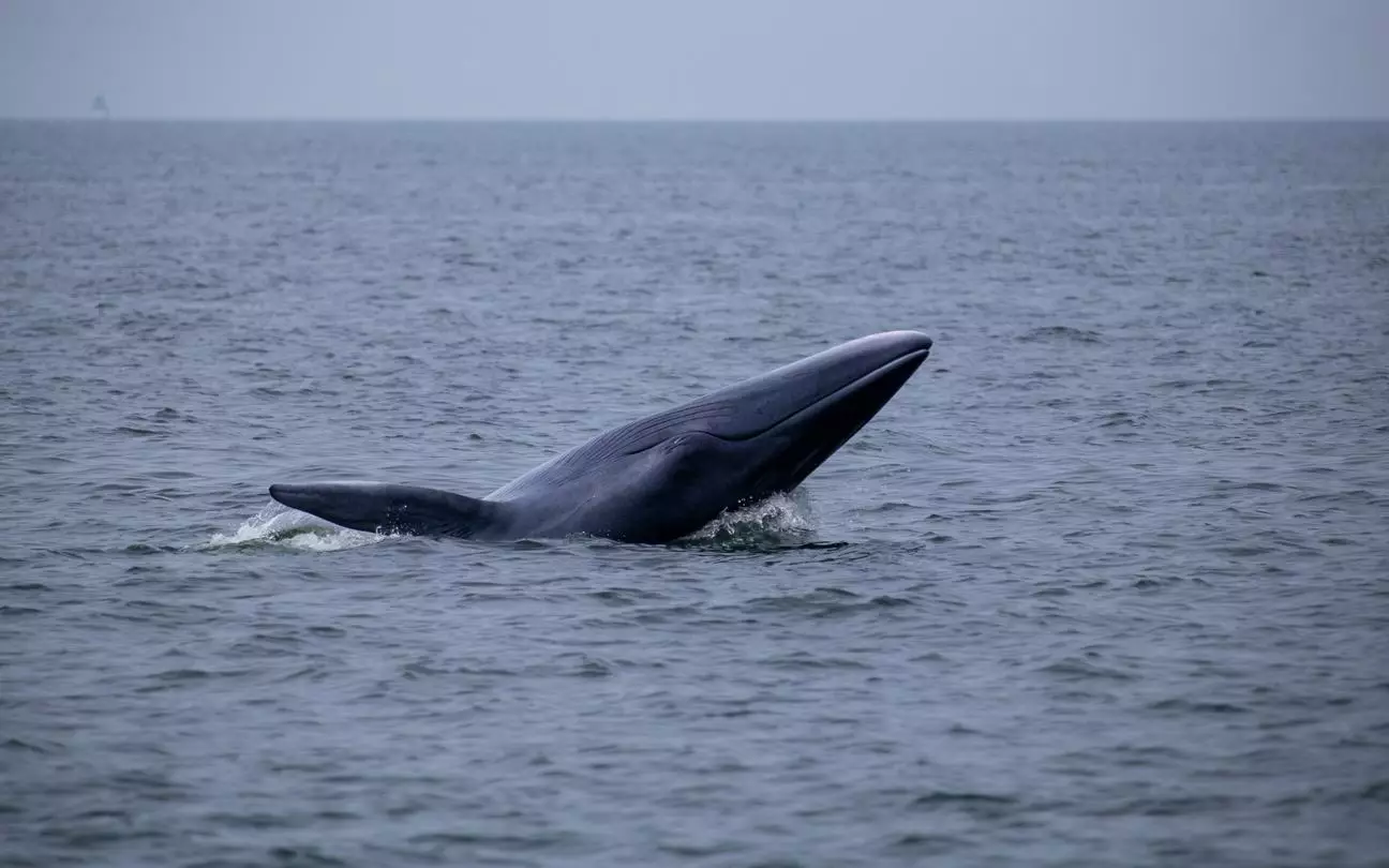 Les baleines de Bryde dans la fosse des Mariannes