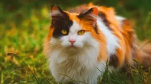 « Une révolution dans la génétique féline » : ce nouveau pelage de chat défiant les lois de l'hérédité provoque l'émerveillement des scientifiques
