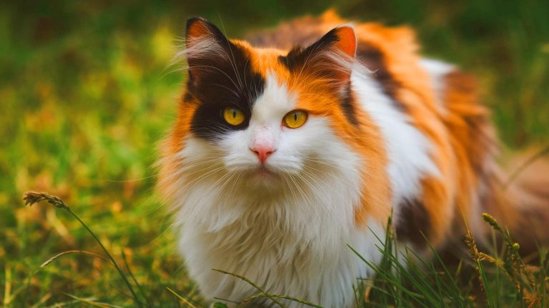 Cette nouvelle couleur de chat intrigue les scientifiques : une mutation génétique jamais observée remet en cause tout ce que l’on croyait savoir sur la génétique féline