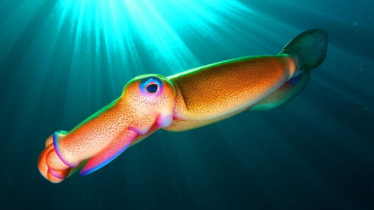 Un calmar colossal juvénile filmé pour la première fois : une créature abyssale rare capturée dans l’Atlantique Sud bouleverse la science marine