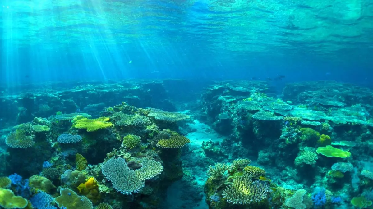 Illustration de la découverte d'un immense corail dans les eaux des îles Salomon (création par IA, non réaliste). Crédit : Ideogram
