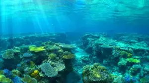 Illustration de la découverte d'un immense corail dans les eaux des îles Salomon (création par IA, non réaliste). Crédit : Ideogram