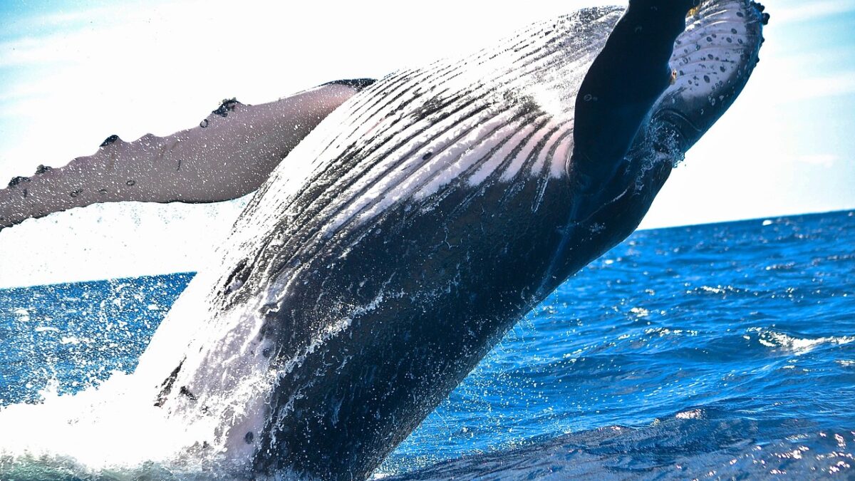 Une baleine à bosse jaillit hors de l'eau, vue de dessous, ses sillons ventraux et une nageoire pectorale visibles, sur une mer bleue sous un ciel clair.