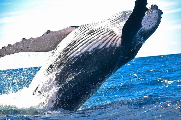 La vérité choquante sur l&rsquo;urine des baleines : ce phénomène naturel qui nourrit nos océans et maintient l&rsquo;équilibre essentiel de la vie marine