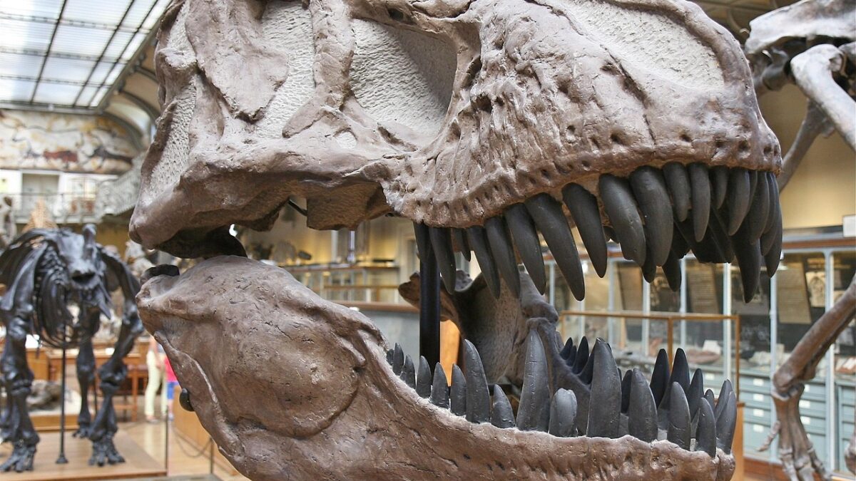 Crâne fossilisé de dinosaure théropode, probablement un Tyrannosaurus rex, exposé dans une galerie de musée d'histoire naturelle, avec un squelette et des vitrines en arrière-plan.