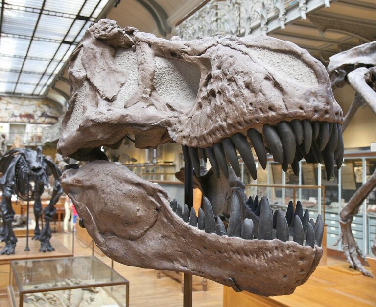 « Le cuir de T. rex est un mythe » : cette révélation fracassante bouleverse le monde scientifique et détruit nos rêves de reliques préhistoriques authentiques