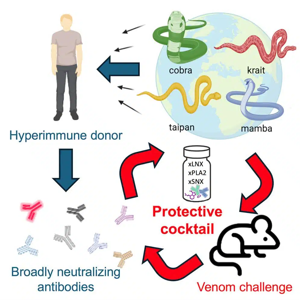 Un schéma résume les méthodes : un donneur hyperimmunisé est exposé aux venins de plusieurs serpents, produit des anticorps neutralisants à large spectre, utilisés pour créer un cocktail protecteur aidant les souris à survivre à l'exposition au venin des serpents.