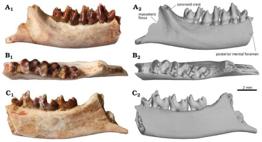 Les dinosaures et les mammifères
