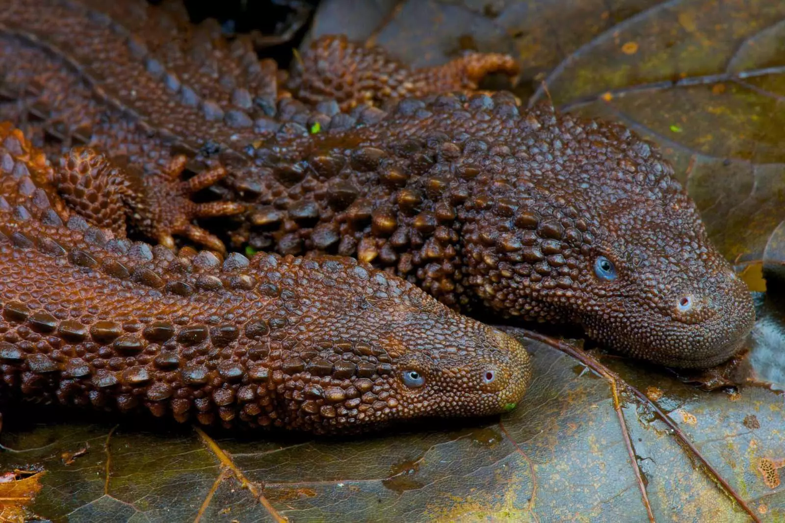 Connu comme le trésor ultime des reptiles, voici pourquoi sa rareté suscite tant d'intérêt. © reptiles4all, iStock