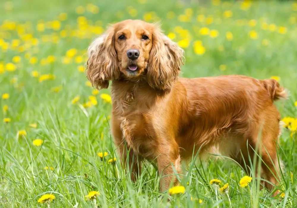 Un cocker anglais roux fixe l'objectif, avec ses longues oreilles tombantes et son regard tendre.