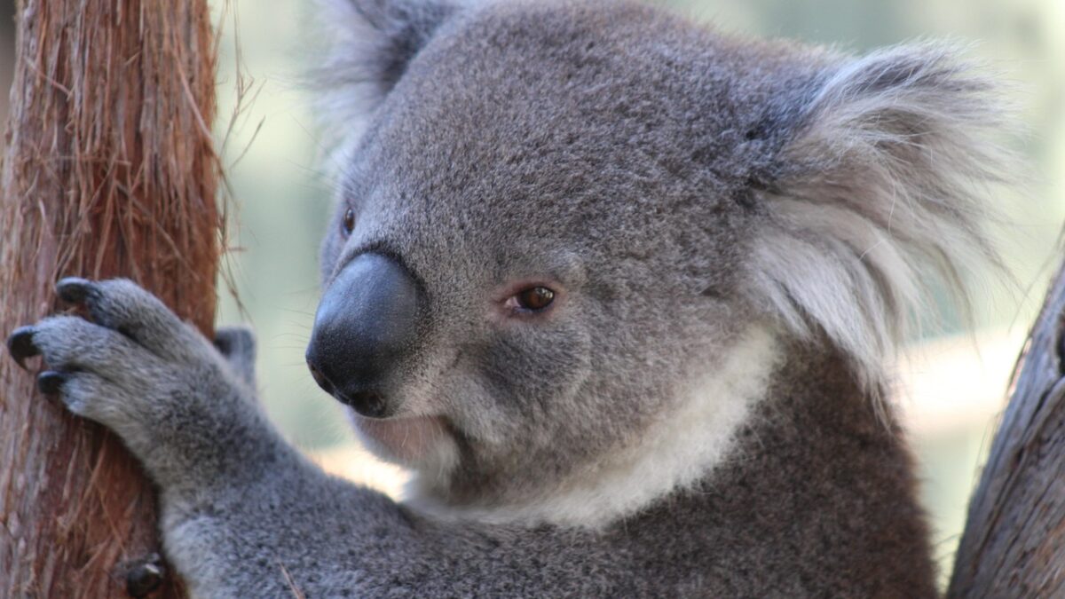 Gros plan sur un koala gris accroché à un tronc d'eucalyptus, tête de profil, une griffe posée sur l'écorce.