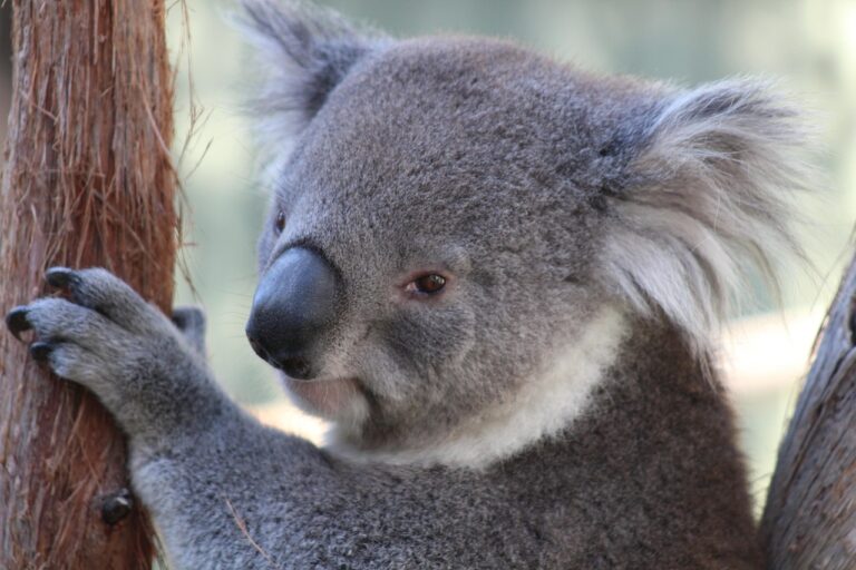 Le cri terrifiant du koala en rut : découvrez comment Jurassic Park a emprunté les rugissements de dinosaures à cet animal inattendu pour ses effets sonores