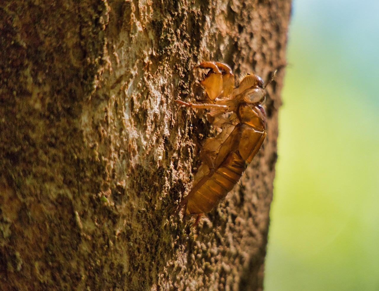 Une invasion terrifiante : découvrez la cigale zombie, cet insecte bruyant qui envahit les États-Unis tous les 13 ou 17 ans en sortant du sol