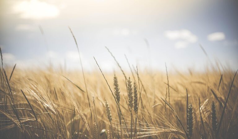 « Une plante pour nourrir dix fois plus de monde » : l’ultra-photosynthèse promet des récoltes géantes, moins d’eau et moins d’énergie pour sauver la planète