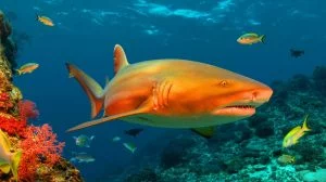 Illustration de la découverte d'un requin nourrice orange au large du Costa Rica.
