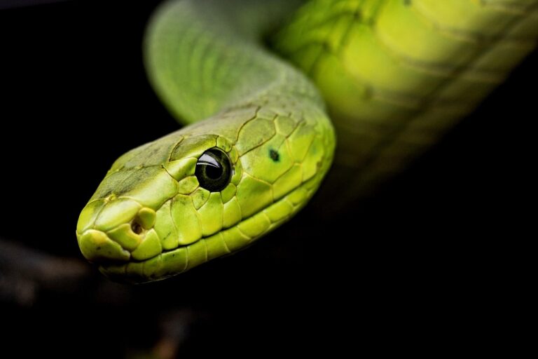 « J’ai senti la mort ramper à mes pieds » : le top 10 des serpents les plus dangereux du monde frappe les esprits