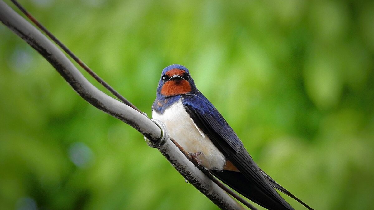 Une hirondelle rustique au dos bleu, à la gorge rousse et au ventre blanc, perchée sur un câble métallique, sur un fond vert flou.
