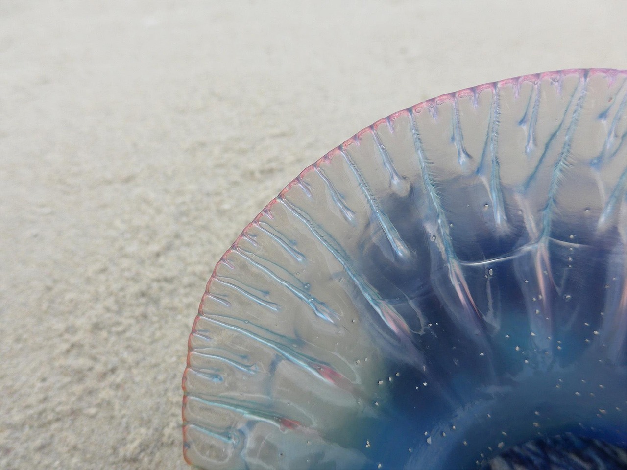« Les autorités ne veulent pas que vous sachiez » pourquoi la galère portugaise est la nouvelle terreur des plages françaises cet été : des risques mortels à 100 %