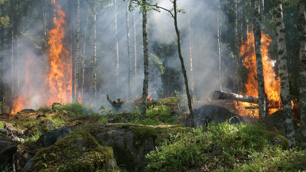 Feu de forêt en sous-bois : flammes orangées et fumée blanche entre des bouleaux et des conifères, tronc en feu au centre-droite, mousses et végétation basse au premier plan.