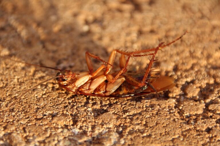 « Transformer des cafards vivants en essaims d’espions, c’est inacceptable » : la nouvelle obsession des chercheurs relance la peur d’une surveillance biologique extrême