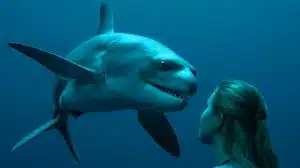 Illustration de la protubérance dentaire des requins fantômes mâles utilisée pour la reproduction.