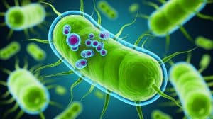 Illustration de l'effet des antibiotiques sur l'armure protectrice des bactéries E. coli.