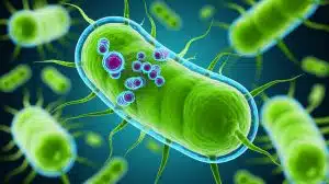 Illustration de l'effet des antibiotiques sur l'armure protectrice des bactéries E. coli.