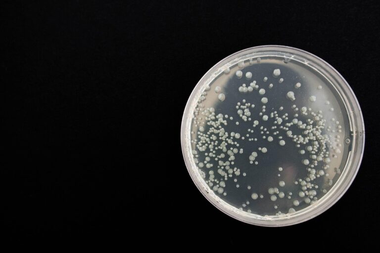 « Des images inédites montrent les antibiotiques percer l’armure des bactéries » : une avancée scientifique spectaculaire contre les infections