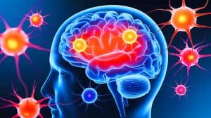 Illustration de la répartition inégale des mitochondries dans les différentes régions du cerveau humain.