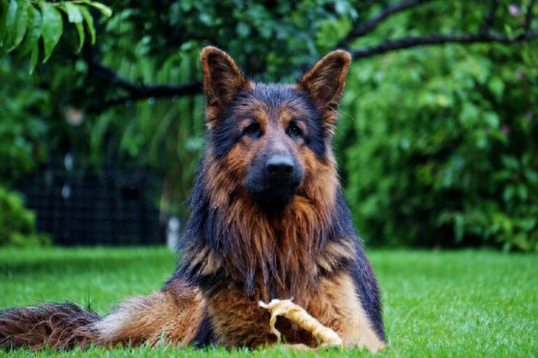 Classement des chiens les plus intelligents : votre fidèle compagnon est-il parmi les génies canins révélés ?