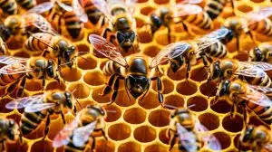 Illustration de la révolte des abeilles ouvrières contre leur reine affaiblie.