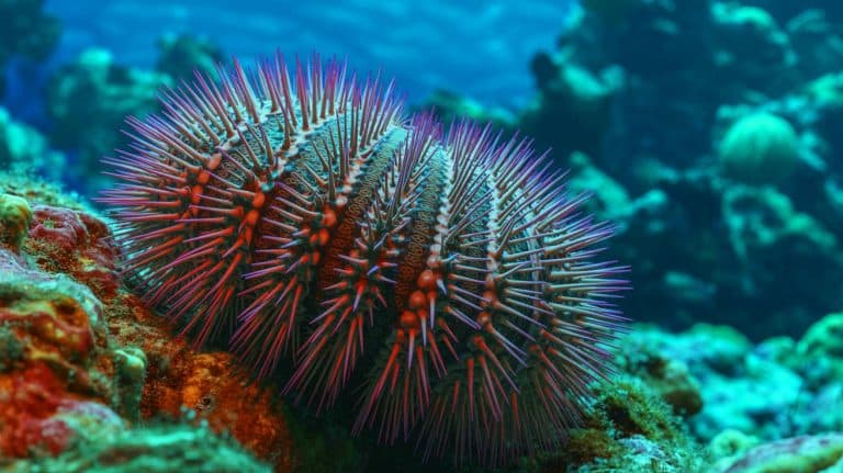 Un animal étonnant : découvrez comment ce cerveau géant pourrait transformer notre compréhension de la nature
