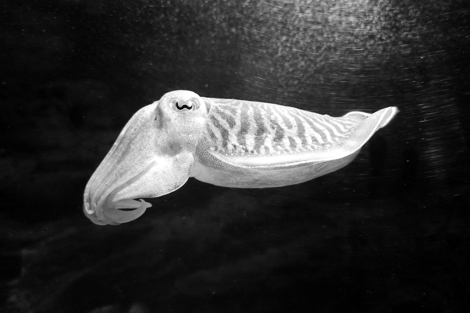 Seiche en noir et blanc nageant dans une eau sombre, corps rayé, nageoire déployée et bras repliés sous la tête.